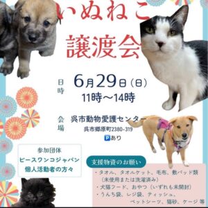 6月29日（日）いぬねこ譲渡会 @ 呉市動物愛護センター