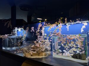 2026年3月20日(金)〜4月19日(日)　「桜」をテーマにした季節水槽登場　＠シン・マリホ水族館 @ シン・マリホ水族館