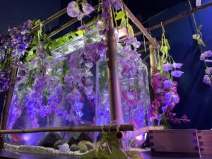 2026年4/22（水）〜5/24（日） シン・マリホ水族館「Fragrance of Wisteria～藤のかほり～」 @ シン・マリホ水族館内「イベントコーナー」エリア