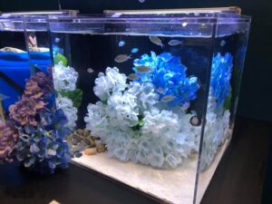 2026年5/28（木）〜7/12（日） シン・マリホ水族館「レイニーデイ～雨の日のおもいで～」 @ シン・マリホ水族館内「イベントコーナー」エリア